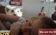 Movie Review : Mia and the White Lion
