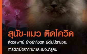 ผลวิจัยพบสุนัขและแมว ติดเชื้อโควิด-19