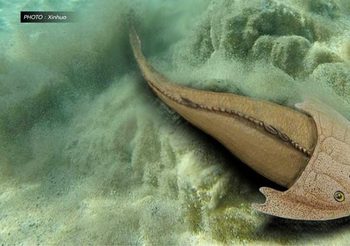 ฉงชิ่งพบ ‘ฟอสซิลปลาใส่หมวกกันน็อก’ เก่าแก่ 436 ล้านปี