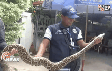 งูเหลือมยาว 4 เมตร ขโมยกินลูกไก่