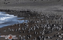 เริ่มฤดูกาลผสมพันธุ์เพนกวิน