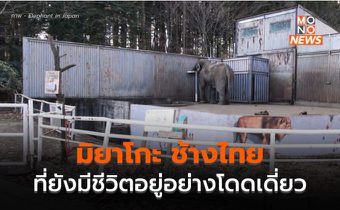 ไม่ใช่แค่”ฮานาโกะ” แต่ยังมี “มิยาโกะ” หนึ่งในช้างไทยที่โดดเดี่ยวมา 49 ปี