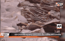 เอกวาดอร์ยึดหูฉลาม 200,000 ชิ้น เตรียมส่งไปเอเชีย