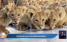 อินเดียสร้างสระน้ำช่วยสิงโตคลายร้อน