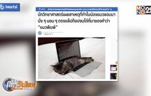 เผยเหตุที่แมวชอบนั่งบนแล็ปท็อป จนได้ฉายา “แมวพิมพ์”