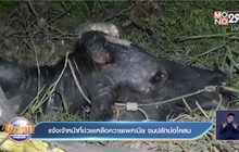 แจ้งเจ้าหน้าที่ช่วยเหลือควายเพศเมีย จมปลักบ่อโคลน
