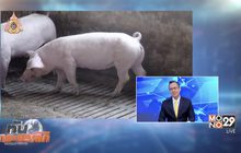 “โรคอหิวาต์สุกร” ระบาดในเอเชีย
