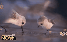 เผยคลิปแรกนกน้อย Piper หนังสั้น6นาทีฉายแปะหัวเรื่อง Finding Dory