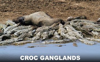 Croc Ganglands สารคดี ดินแดนแห่งจระเข้