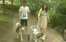 ชาวจีนแห่ใช้บริการ “ฝังเข็มให้สัตว์เลี้ยง”