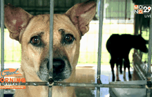 ชะตากรรมของสุนัข กิน ฆ่า ค้าข้ามชาติ ตอน 2