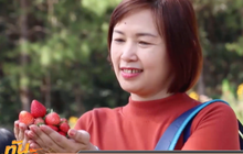 สตรอว์เบอร์รี ภูหินร่องกล้า ปลอดภัยไร้สารพิษ