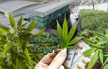 ปลดล็อก “กัญชา” 25-02-62