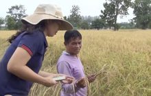 ชาวนาอีสานเดือนร้อน ทำนาข้าวขาดทุน