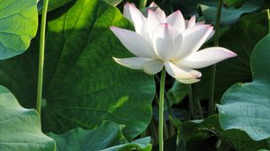 ปฏิทินวันพระ 2561 เดือนมิถุนายน