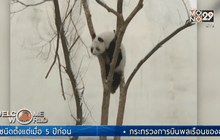 ชาวจีนแห่ชมแพนด้ายักษ์เล่นหิมะ