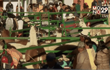 เทศกาลลามะและอัลปากาในโบลิเวีย