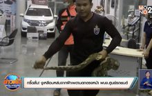 กรี๊ดลั่น! งูเหลือมหล่นจากฝ้าเพดานตกตรงหน้า พนง.ศูนย์รถยนต์