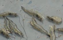 ผู้เลี้ยงกุ้งเรียกร้องรัฐบาลช่วยเหลือราคากุ้งตกต่ำ