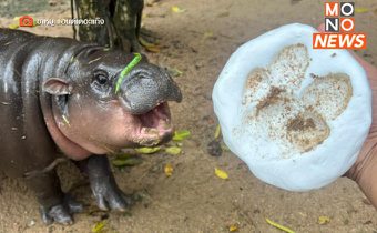 แฟนคลับสายเปย์! แห่ประมูลรอยเท้า “หมูเด้ง”