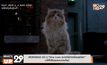 MONOMAX คว้า ภ.“Nine Lives แมวเก้าชีวิตเพี้ยนสุดโลก”  มาให้ได้รับชมแบบออนไลน์