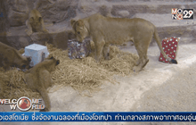 สวนสัตว์ในโปแลนด์มอบของขวัญคริสต์มาสให้ฝูงสัตว์
