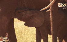 วันช้างโลก