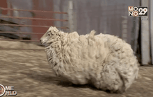 ตัดขนแกะหลังหายตัวไปนาน 6 ปี