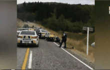 ฝูงแกะช่วยสกัดโจรขโมยรถในนิวซีแลนด์