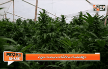 ควรหรือไม่ ให้กัญชาถูกกฎหมาย