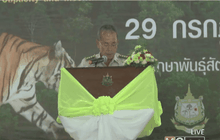 เสือโคร่งในป่าเพิ่มขึ้น 2 เท่ารอบ 12 ปี
