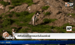 ล่าหัวขโมยจับลูกเพนกวินในนอร์เวย์
