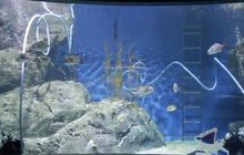 SEA LIFE Bangkok เผยคลิปการทำความสะอาด ระหว่างปิดให้บริการ