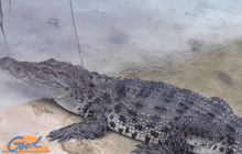จระเข้หลุดจากฟาร์ม จ.ราชบุรี