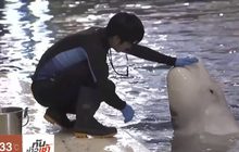 เขตอนุรักษ์วาฬเบลูกาแห่งแรกของโลก