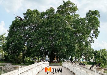 กราบต้นศรีมหาโพธิ์ วัดพระศรีมหาธาตุ วัดโดยคณะราษฎรและประชาชน