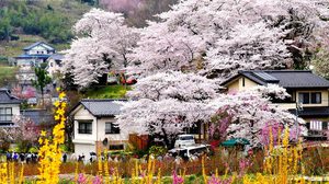 [รีวิว] Hanamiyama Park หุบเขาดอกไม้ แห่งจังหวัด Fukushima ญี่ปุ่น