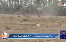 ช้างป่าสีดอ “เจ้าสิบล้อ” ปะทะเดือด ช้างวัยรุ่นตกมัน