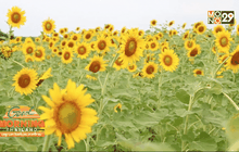 แห่เที่ยวทุ่งทานตะวันรับอากาศหนาว