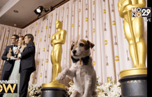 ไว้อาลัยน้องหมาแสนรู้แห่งหนังออสการ์ “The Artist”