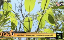 นักวิจัย ชี้ “พืชกระท่อม” บรรเทาอาการลงแดงได้