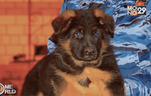 รัสเซียส่งลูกสุนัขให้ฝรั่งเศส