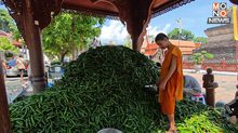 ชาวสวนอมก๋อยแจก “พริก” ฟรี กว่า 8,000 โล หลัง “พระครูใจบุญ” ช่วยรับซื้อฝ่าวิกฤตราคาพริกดิ่งเหว