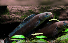 นักวิทย์ค้นพบสิ่งมีชีวิตชนิดใหม่แถบหิมาลัยกว่า 200 ชนิด