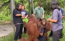 โครงการกลับคืนลิงอุรังอุตังสู่ธรรมชาติ