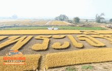 ชาวนครสวรรค์เกี่ยวข้าวอักษร “ทรงพระเจริญ”