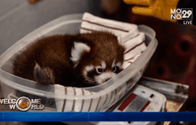 สัตว์ในสวนสัตว์ของสหรัฐฯ