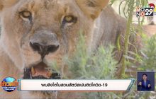 พบสิงโตในสวนสัตว์สเปนติดโควิด-19