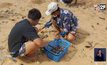 หอยนับล้านตัวเกยหาดจอมเทียน  ชาวบ้านแห่เก็บ