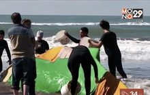 ช่วยเหลือวาฬเกยตื้นริมชายหาดอาร์เจนตินา